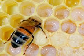 Маточне молочко бджолине