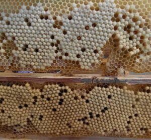 Трутневий гомогенат