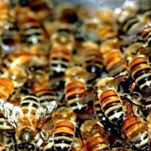 Настоянка бджолиного підмору